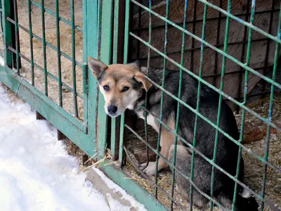 Около 400 бездомных собак живут в приюте \"К-9\" в Иркутске - IrkutskMedia.ru