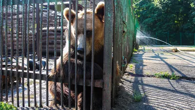 Питомник к-9.Иркутск. | Пикабу