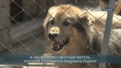 Мобилизованному иркутянину пришлось оставить свою собаку в военкомате |  ОБЩЕСТВО | АиФ Иркутск