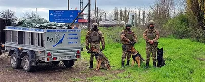 Около 400 бездомных собак живут в приюте \"К-9\" в Иркутске - IrkutskMedia.ru