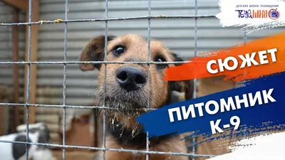 Новости. Специалисты иркутского питомника \"К-9\" готовятся к поездке в  Донбасс