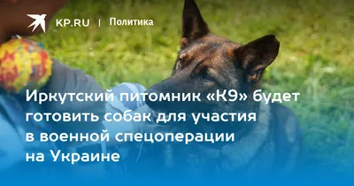 Питомник К-9 приглашает жителей Иркутска поучаствовать в будкострое - KP.RU