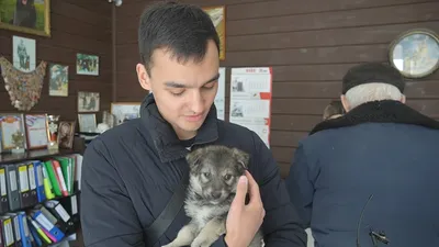 Иркутский питомник К-9 готовит собак-саперов для зоны СВО