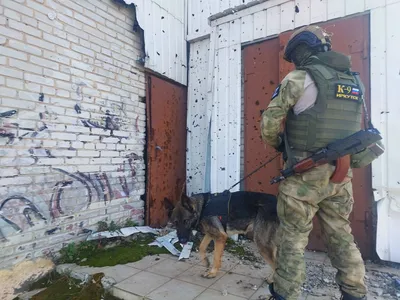 Спасти пса ради людей. В питомнике К-9 возрождают славу служебной собаки |  ОБЩЕСТВО | АиФ Иркутск