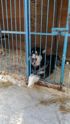 Приют При Питомнике собак К9 Иркутск | Facebook