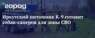 Осталась без хозяина, но превратилась в верного бойца: собака Кэт из  Иркутска 4 месяца спасала военных в зоне СВО - KP.RU