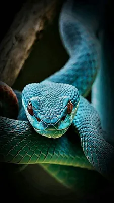 Изумительные картинки питона змея для скачивания