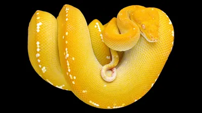 Фотографии питона змея в формате JPG