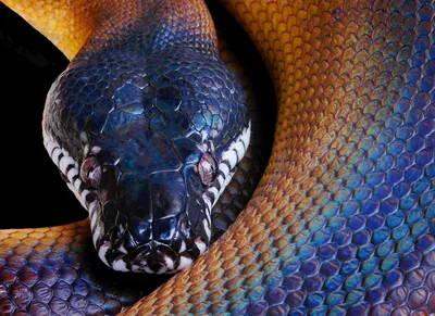 Удивительные фото питона змея в формате PNG