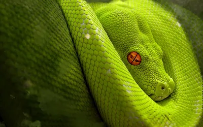 Фото питона змея в формате WebP для быстрой загрузки
