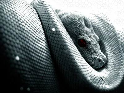 Потрясающие изображения питона змея на экран вашего устройства