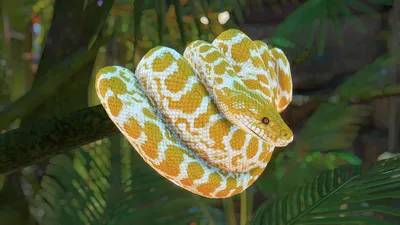 Фото питона змея в хорошем качестве для фона рабочего стола