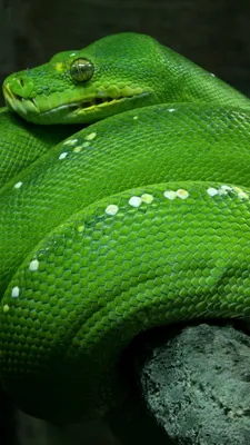 Скачать бесплатно фото питона змея в высоком разрешении