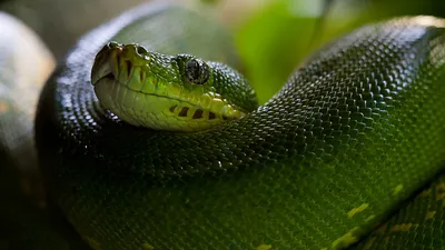 Впечатляющие фотографии питона змея на черном фоне