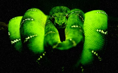 Фото питона змея, которые оставят вас без слов