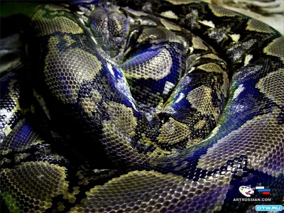 Фото питона змея в формате JPG для сохранения качества