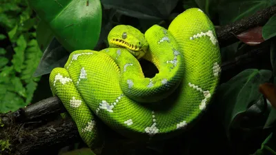 Загадочные картинки питона змея для вашего проекта