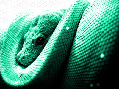Фото питона змея в формате PNG с прозрачным фоном