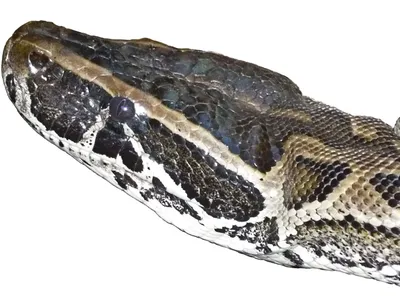 Уникальные изображения питона змея для вашего творчества