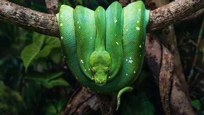Фото питона змея в формате WebP: быстрая загрузка, отличное качество