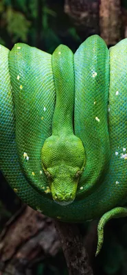 Фото питона змея в высоком разрешении для подробного рассмотрения