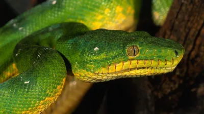 Изображения питона змея в формате JPG для удобства скачивания