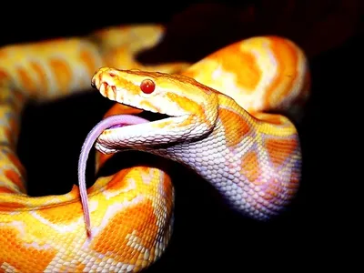 Фото питона змея в формате PNG: сохранение прозрачности