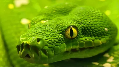 Загадочный питон змея на фоне природы