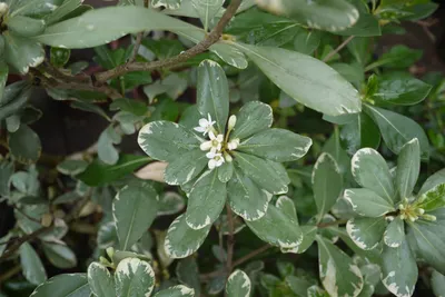 Коллекции растений ЦСБС СО РАН - Pittosporum tobira (Thunb.) W.T.Aiton –  Питтоспорум Тобира
