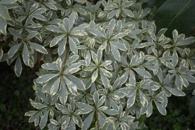 Коллекции растений ЦСБС СО РАН - Pittosporum heterophyllum Franch. –  Питтоспорум разнолистный, Питтоспорум китайский