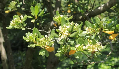 Питтоспорум Тобира (Pittosporum tobira) |