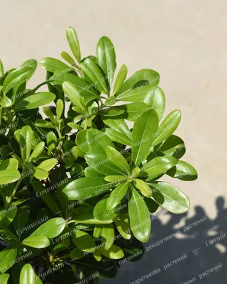 Купить Питтоспорум Тобира в Сочи. Питомник растений