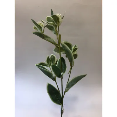 Купить искусственный цветок питтоспорум зеленый в BONDEKOR