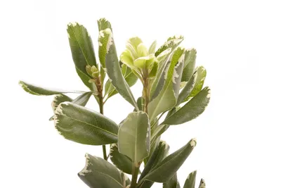 Питтоспорум Тобира Зеленое Растение — стоковые фотографии и другие картинки  Pittosporum - Pittosporum, Лист, Без людей - iStock