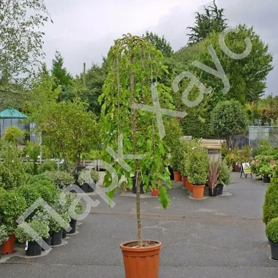 Шелковица плакучая pendula (Morus Alba pendula) — Азовский лесопитомник