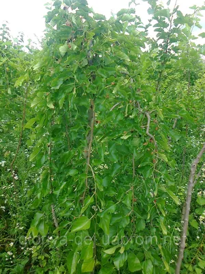 Шелковица черная плакучая, саженцы, купить, Morus nigra 'Pendula',  плодовые, фруктовые деревья, Растения формованные и бонсаи Купить растения  в Ростове-на-Дону, Интернет-магазин, питомник растений, хвойные и  лиственные, уличные, плодовые и декоративные ...