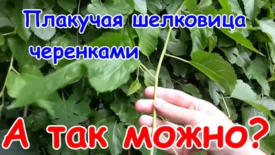 Плакучая черешня , черешня , плодовые , плодовые морозостойкие - Экзотик  Флора