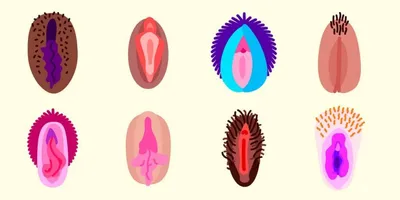 Интимная пластика половых губ (лабиопластика) Цена в Москве в клинике  Медведева