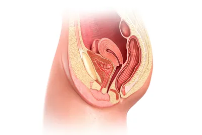 Интимная пластика влагалища после беременности и родов