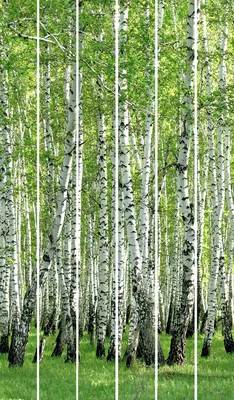 Панель ПВХ (пластиковая) с фотопечатью Кронапласт Unique Сакура 2700*250*8  купить в Минске, цены и фото