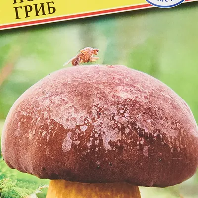 В кулинарных книгах норильчан тоже есть свои грибные рецепты