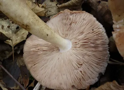 Большие пластинчатые грибы в начале лета. Зачем их различать, если собирать  не будем | Книга Грибов | Дзен