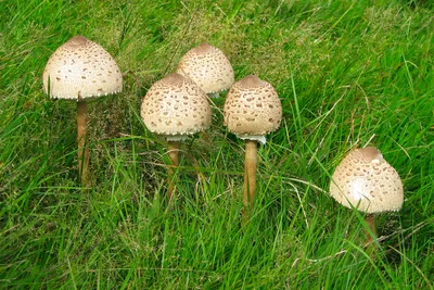 Мицелий грибов гриб Польский по цене 150 ₽/шт. купить в Москве в  интернет-магазине Леруа Мерлен