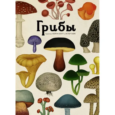 Токсиколог перечислил внешние признаки ядовитых грибов - Газета.Ru | Новости