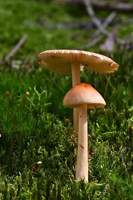 Съедобные пластинчатые грибы Саратовской области | ВКонтакте