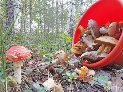 Миколог из Югры рассказал, как отличить съедобный гриб от поганки |  ОБЩЕСТВО | АиФ Югра