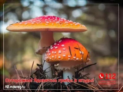 За год количество отравлений модными грибами выросло в полтора раза -  Российская газета