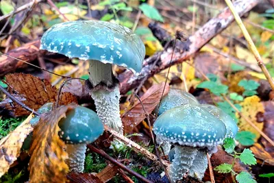В Беларуси с начала года зарегистрировано 57 случаев отравлений грибами,  больше всего – в Гомельской области