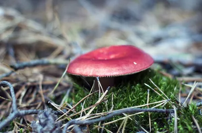 Отправляясь в лес за грибами и ягодами, помните, что многие из них ядовиты  и несъедобны. / Администрация городского округа Ступино