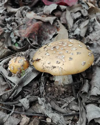 В Беловежской пуще нашли необычный гриб – он пугает своим внешним видом |  tochka.by